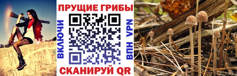 кракен ONION  Курлово  Псилоцибиновые грибы мухоморы 