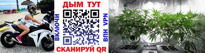 Канабис сатива Курлово